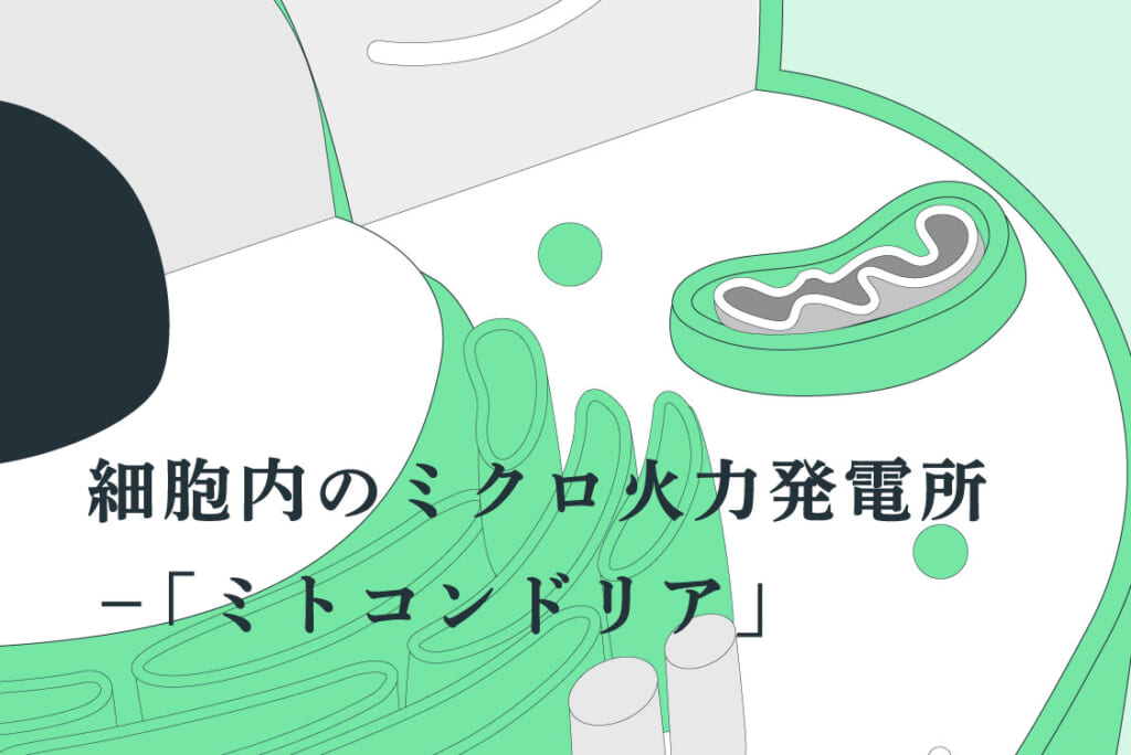 細胞内のミクロ火力発電所−「ミトコンドリア」
