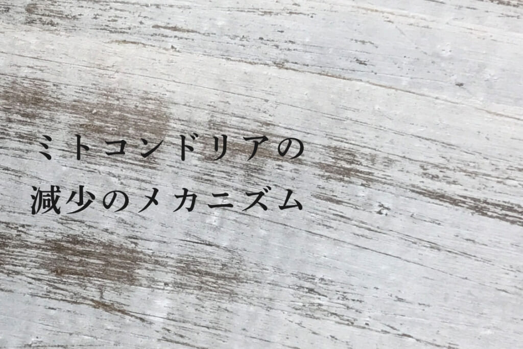 ミトコンドリア減少のメカニズム