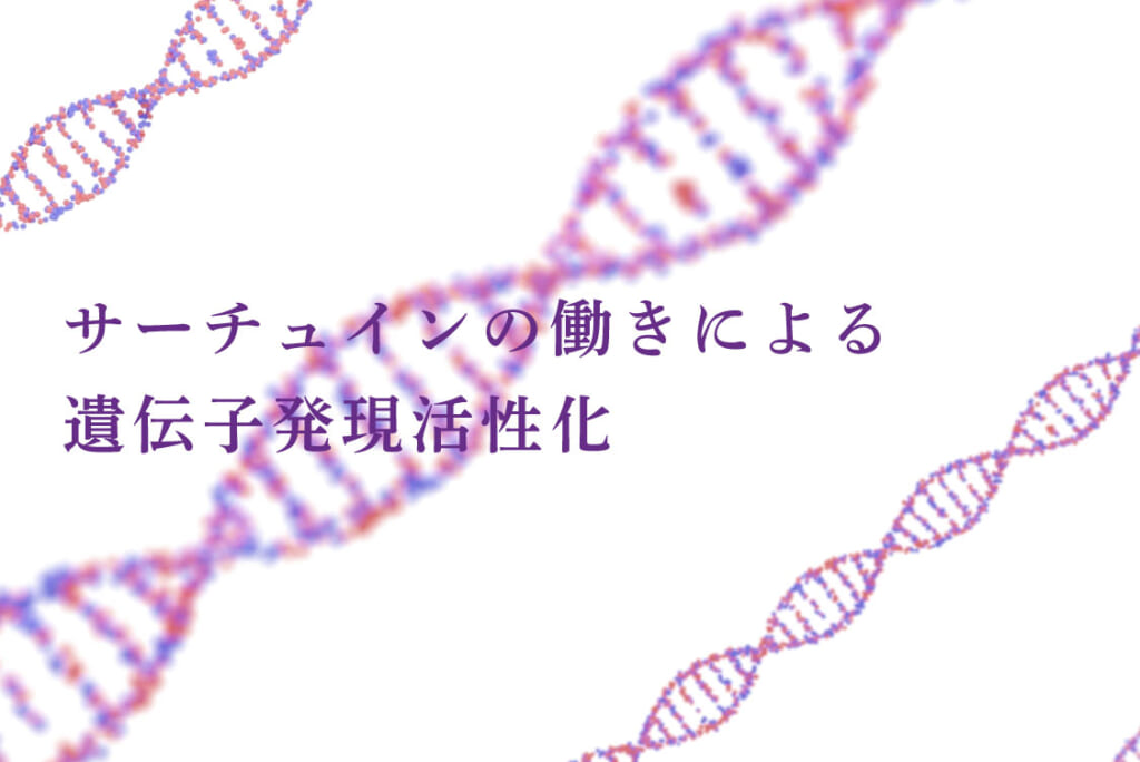 サーチュインの働きによる遺伝子発現活性化