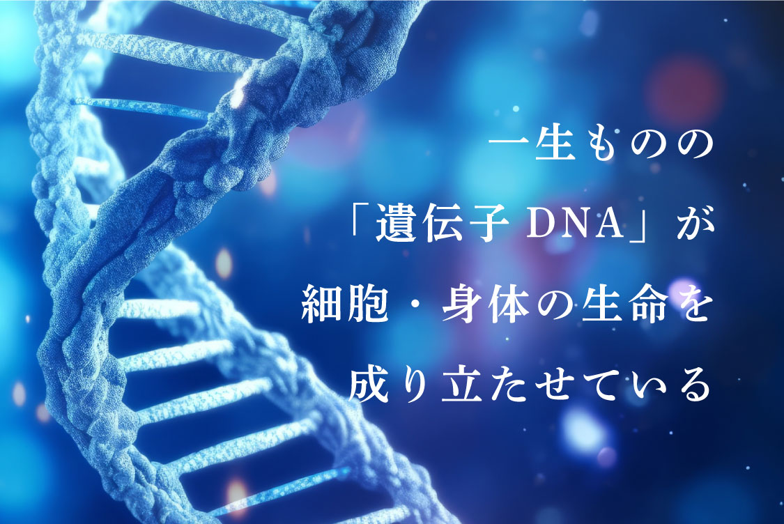 一生ものの「遺伝子DNA」が細胞・身体の生命を成り立たせている 