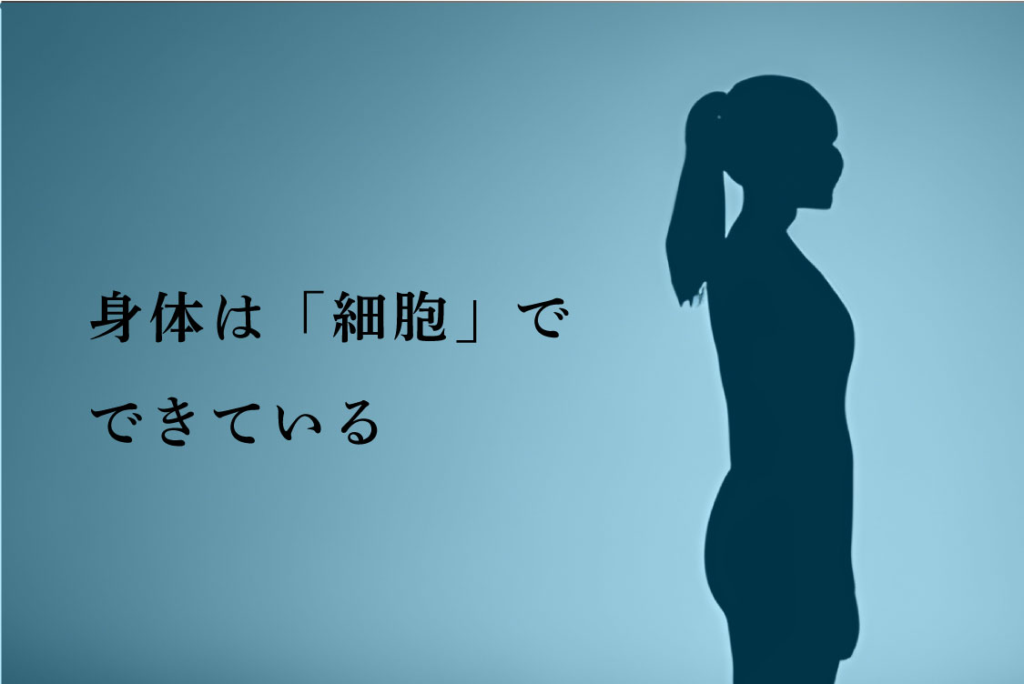 身体は「細胞」でできている