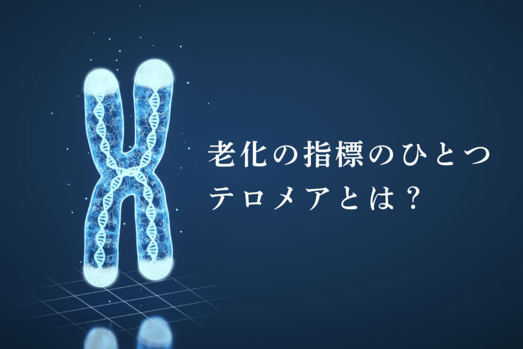 老化の指標の一つ、テロメアとは